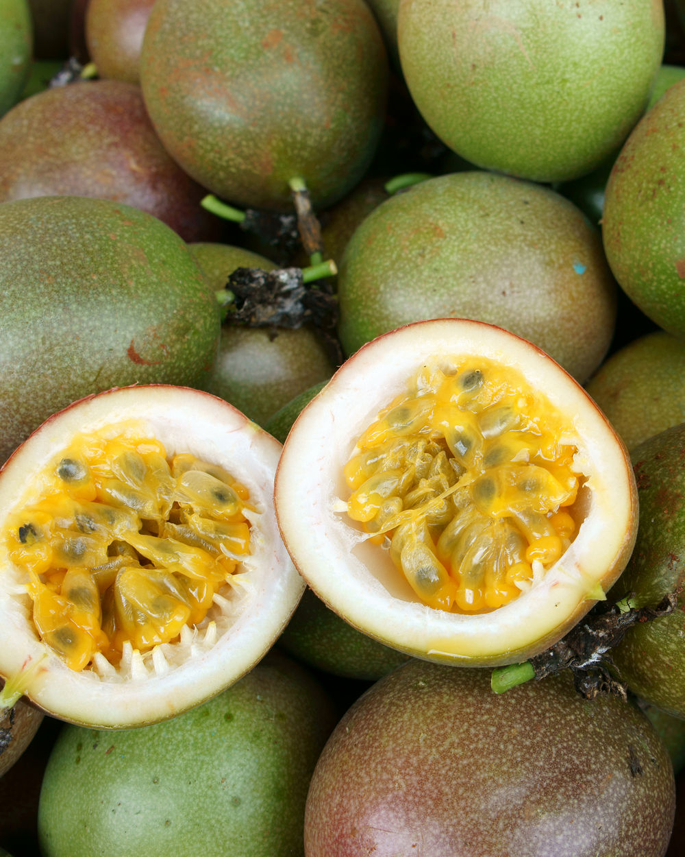 Passiflora edulis ‘Maypop’, Passion Fruit Vine PlantVine