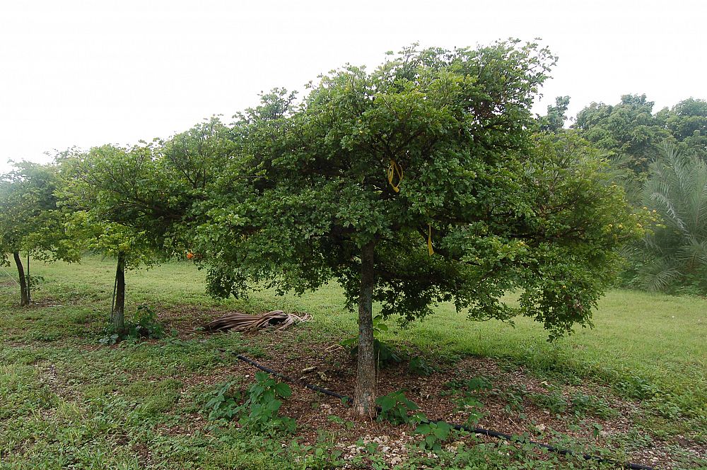 Guaiacum officinale, Lignum Vitae PlantVine
