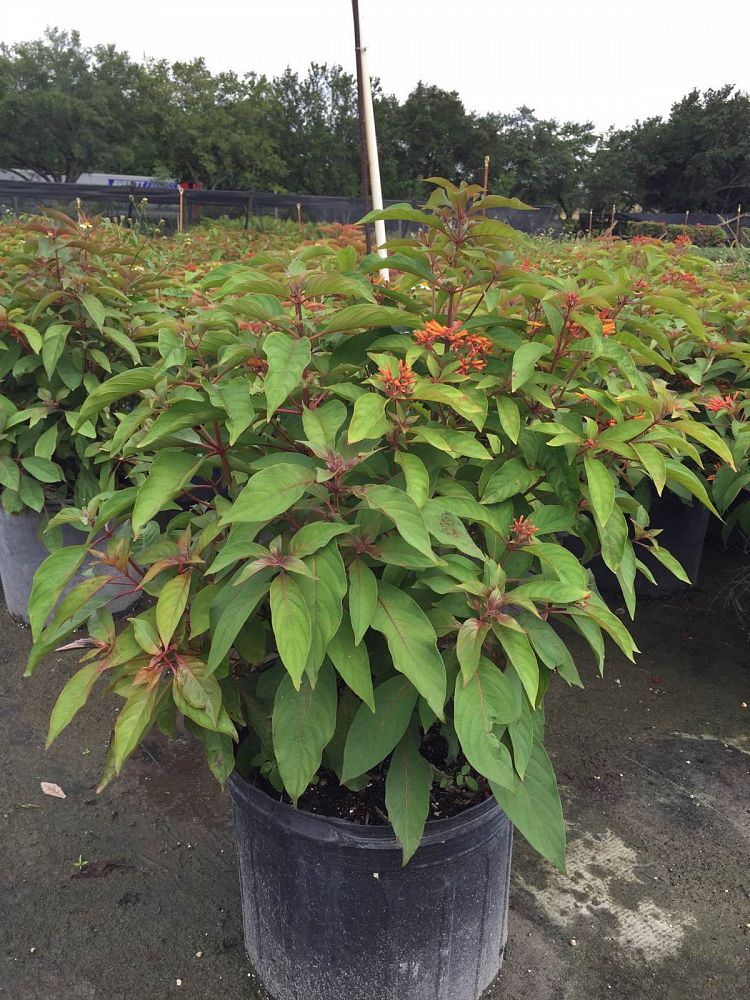Hamelia patens, Firebush, Hummingbird Bush PlantVine