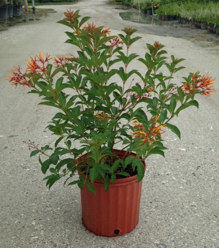 Hamelia patens 'Compacta', Firebush dwarf compact ...