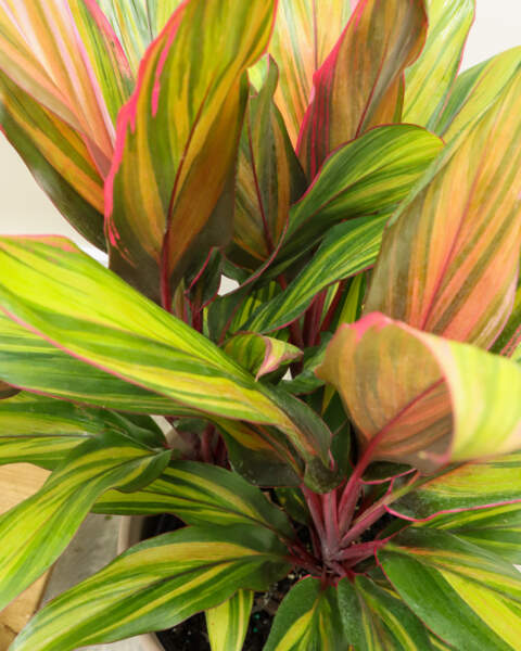 Foliage Foliage