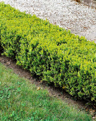 Hedges and Screens