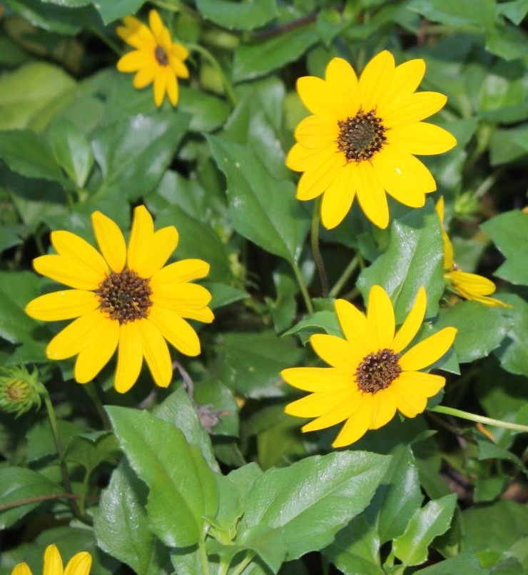 Helianthus debilis, Dune Sunflower, Beach Sunflower PlantVine