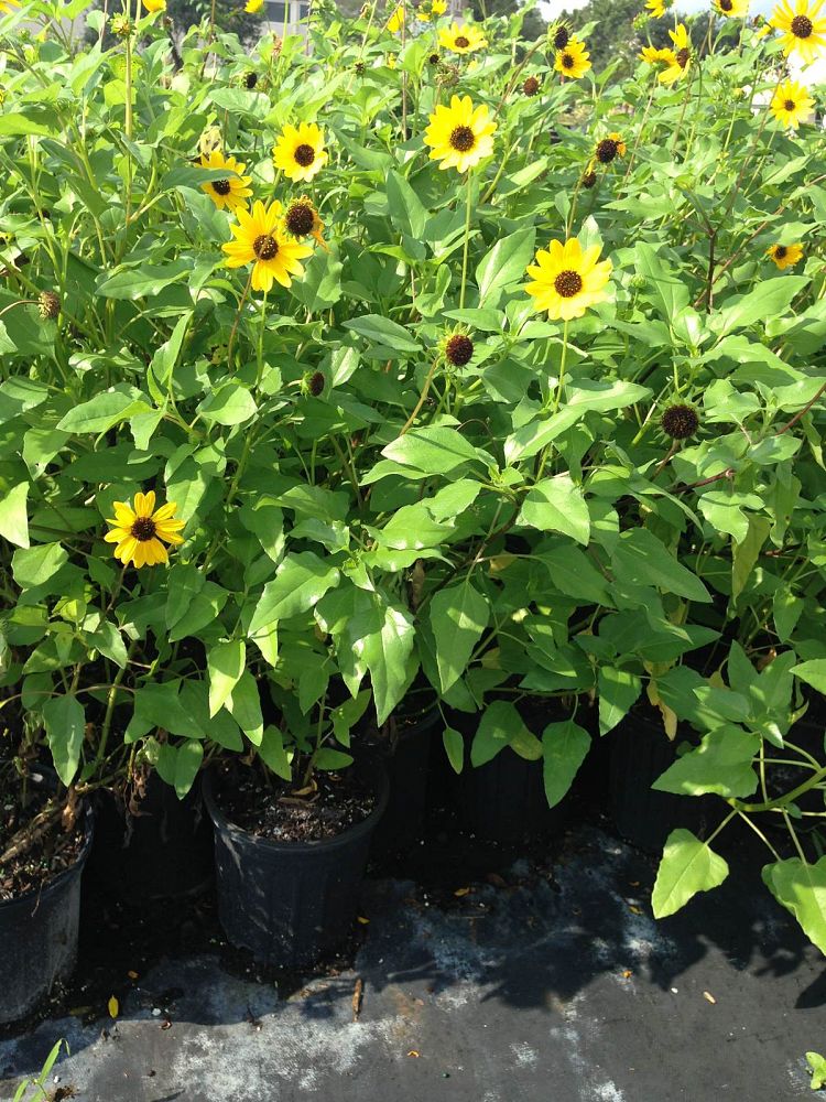 Helianthus debilis, Dune Sunflower, Beach Sunflower PlantVine
