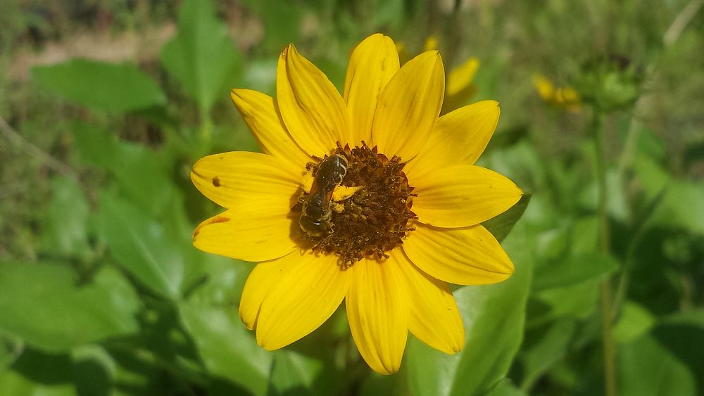 Helianthus debilis, Dune Sunflower, Beach Sunflower PlantVine