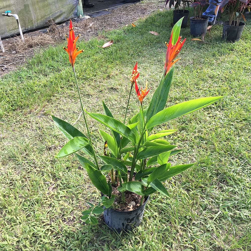 heliconia psittacorum viridi download free heliconia psittacorum viridi download free