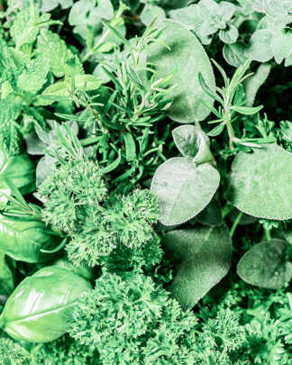 Herbs