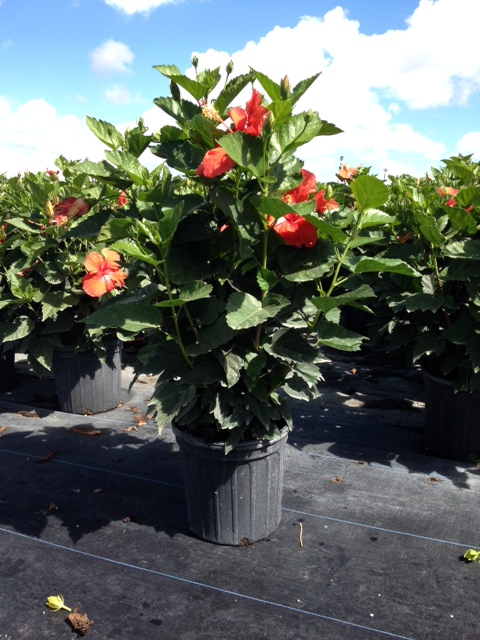 Hibiscus 'President Red' – Tree or Bush | PlantVine