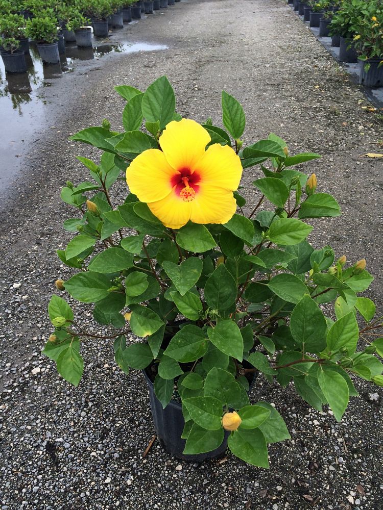 Hibiscus rosasinensis 'Tequila', Tropical Hibiscus Tree or Bush