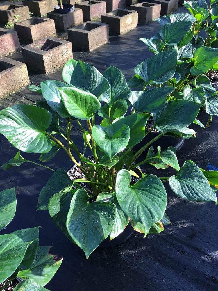 Homalomena �Emerald Gem�, Emerald gem PlantVine