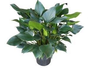 homalomena-emerald-gem-4 homalomena emerald gem