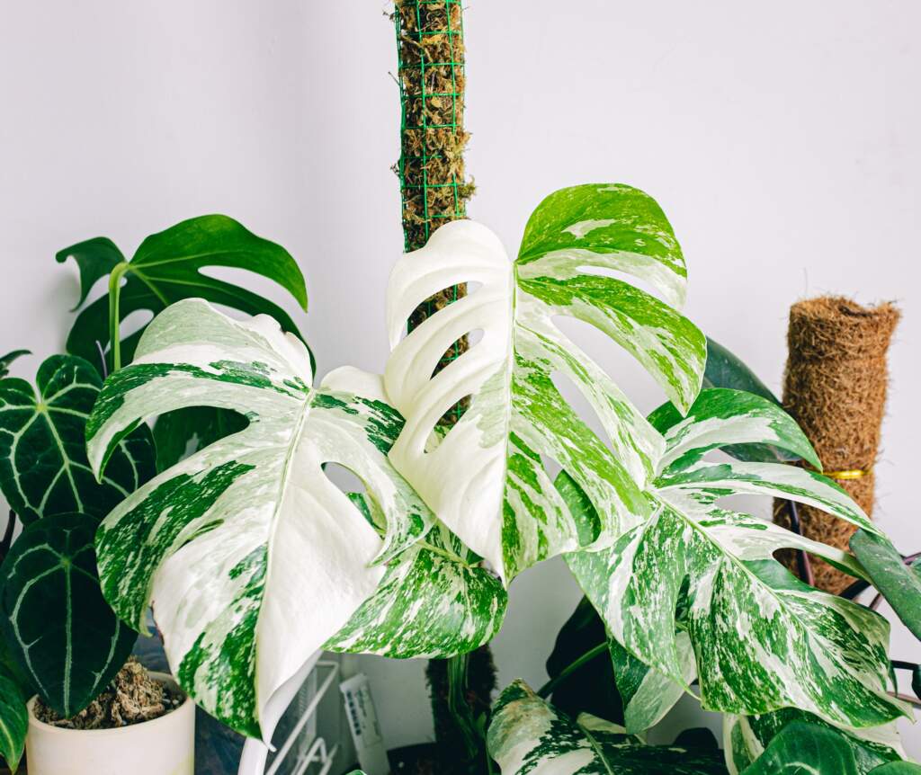 Variegated Monstera on a moss pole