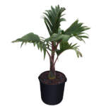 hyophorbe verschaffeltii mascarena palm large