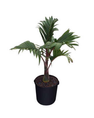 hyophorbe verschaffeltii mascarena palm large