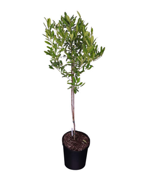 Extra Large Tree Extra Large Tree