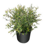 ilex vomitoria stokes dwarf yaupon holly large