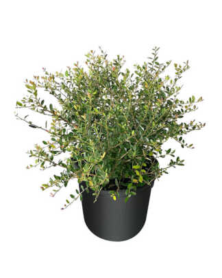 ilex vomitoria stokes dwarf yaupon holly large