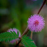 Mimosa strigillosa