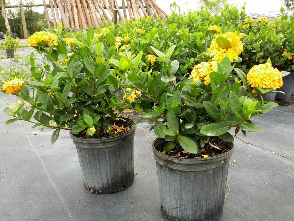 Ixora coccinea 'Maui Yellow', Flame of the Woods, Jungle Flame, Jungle