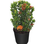 ixora dwarf red 3g flame of the woods