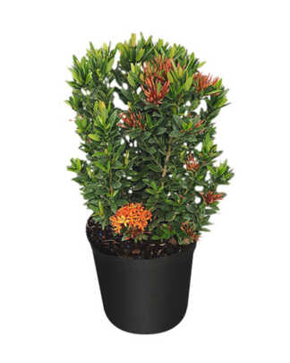 ixora dwarf red 3g flame of the woods