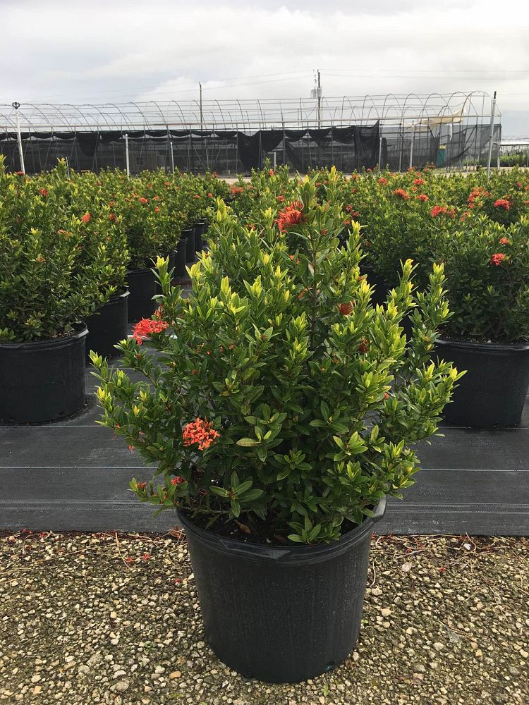 Ixora taiwanensis 'Dwarf Red', Flame of the Woods, Jungle Flame, Dwarf