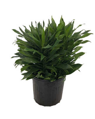 janet craig compacta