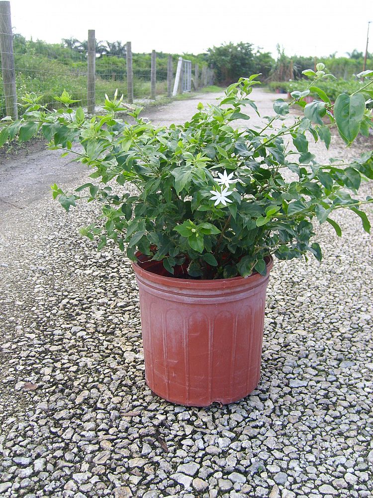Jasminum multiflorum, Jasmine Pubescens, Downy Jasmine PlantVine