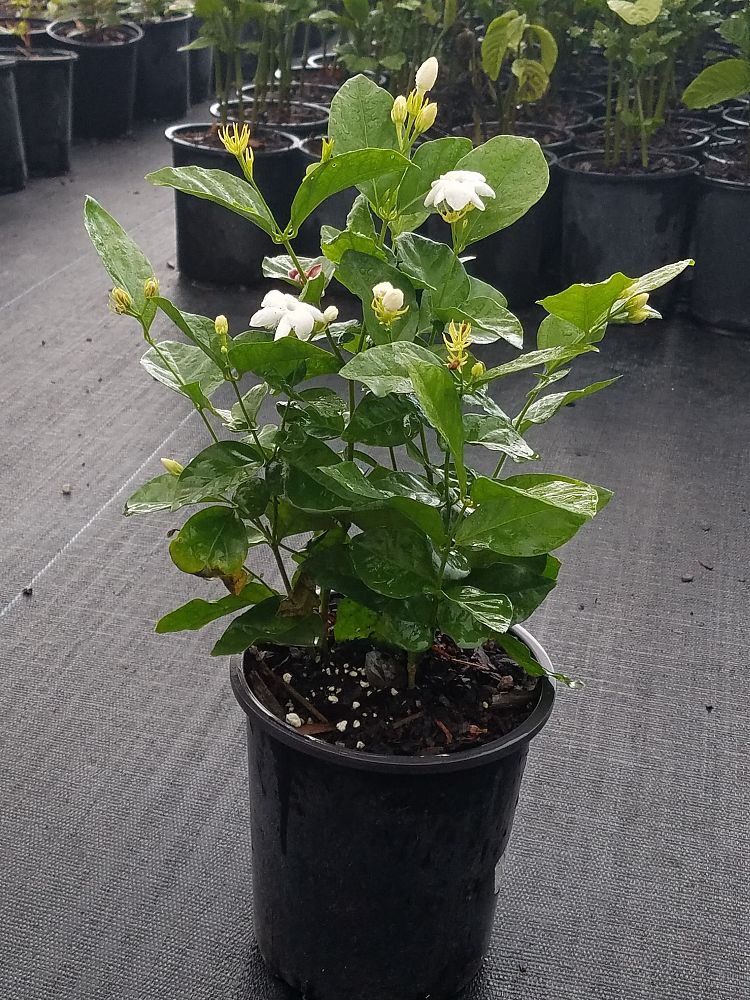 Jasminum sambac, Arabian Jasmine, Sambac Jasmine PlantVine