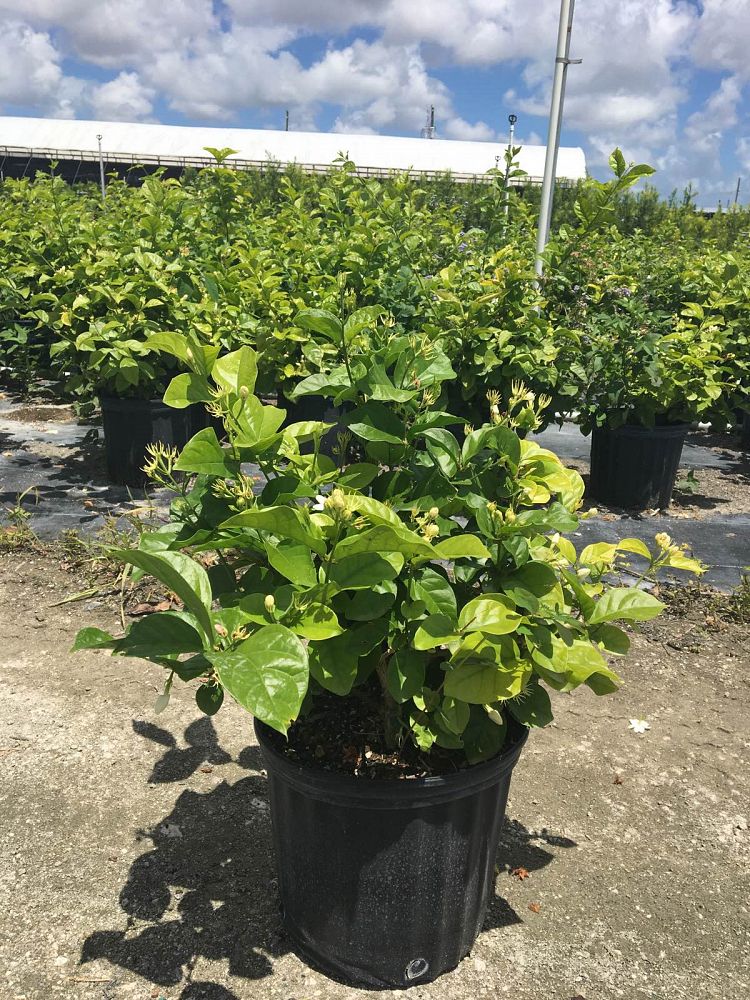 Jasminum sambac, Arabian Jasmine, Sambac Jasmine PlantVine