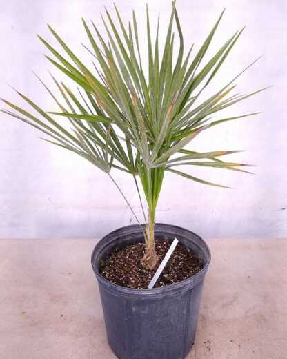 Large