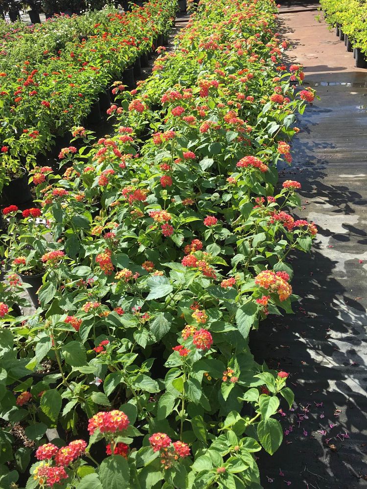 Lantana camara 'Confetti' PlantVine