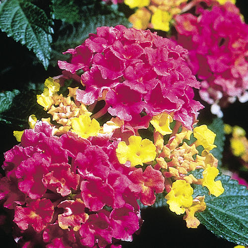 Lantana camara 'Confetti' PlantVine