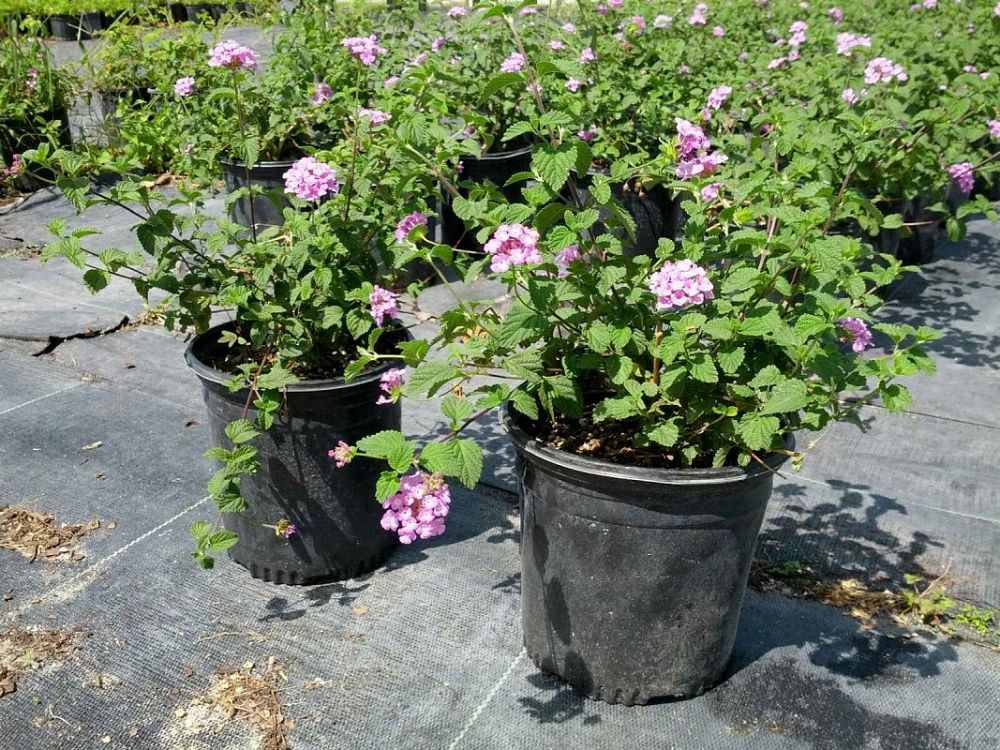 Lantana camara 'Purple' PlantVine