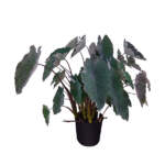 large black magic replace main image