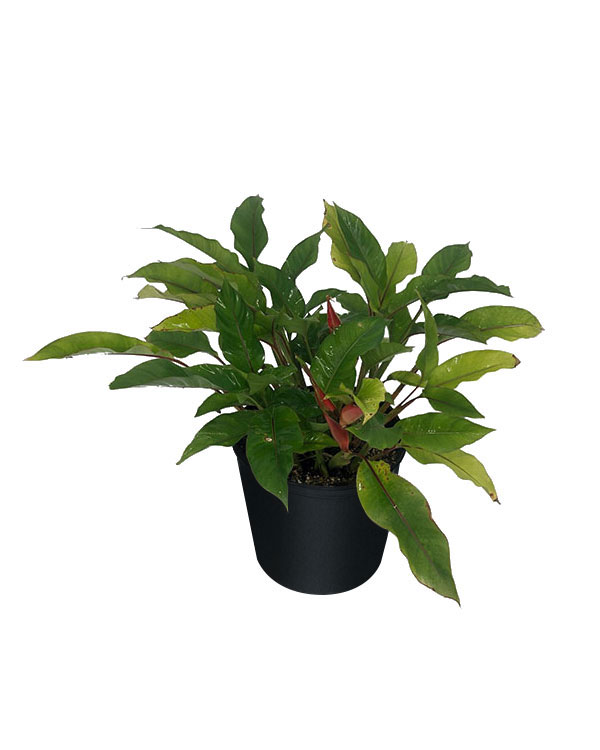 Dwarf Jamaican Heliconia