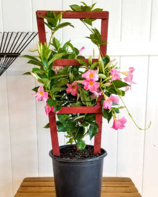 large pink trellis mandevilla