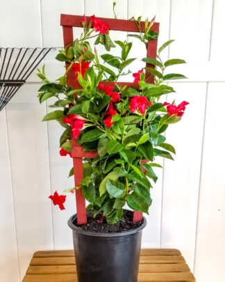 large red trellis mandevilla