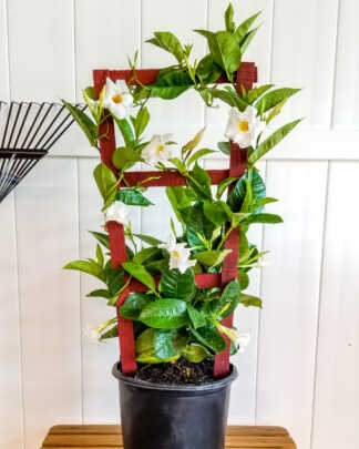 large white trellis mandevilla