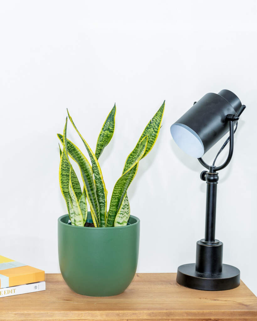 Buy Sansevieria Trifasciata 'Laurentii' Large Snake Plant