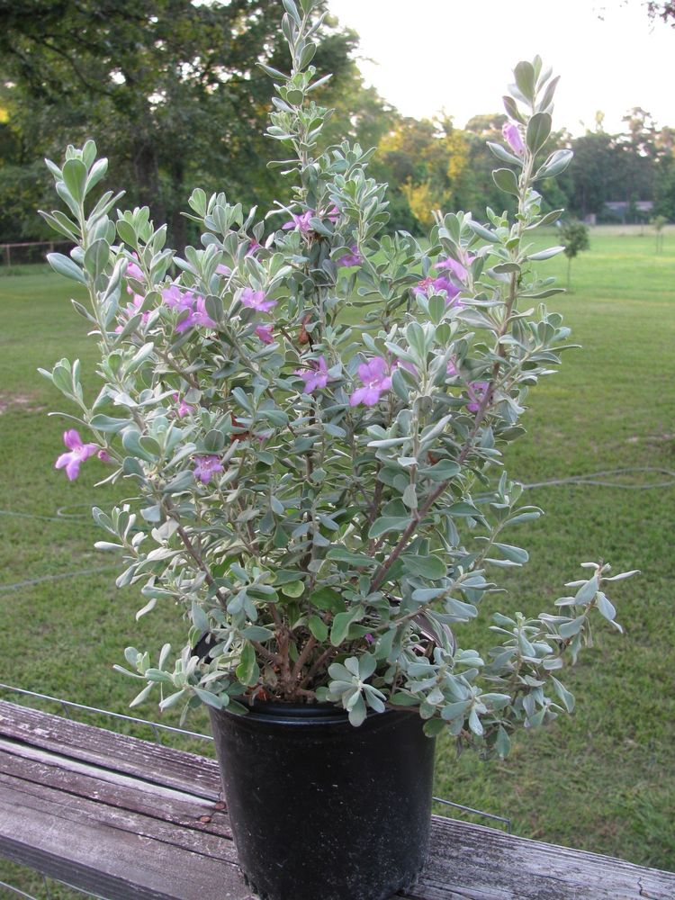Leucophyllum frutescens, Texas Sage, Cenizo, Barometer Bush, Silverleaf