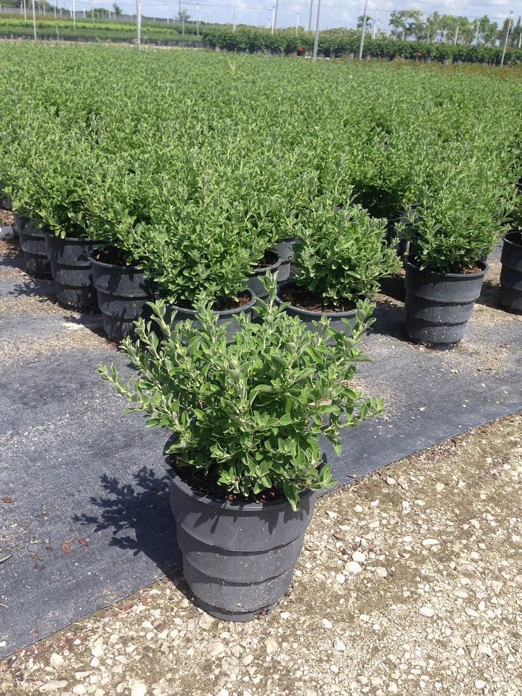Leucophyllum frutescens, Texas Sage, Cenizo, Barometer Bush, Silverleaf