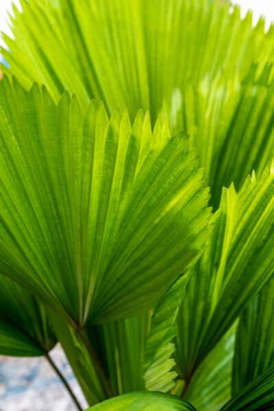 Foliage Foliage