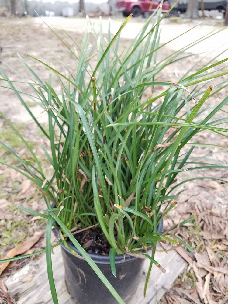 Liriope spicata, Creeping Lilyturf PlantVine