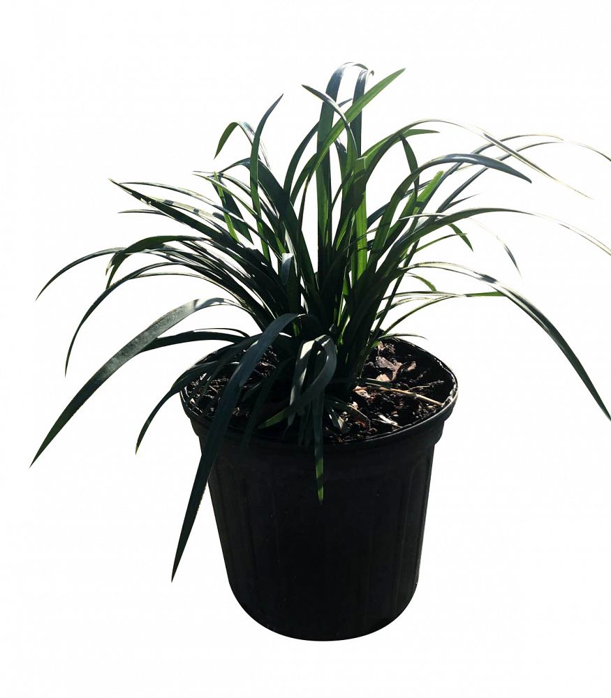 Buy Liriope spicata, Creeping Lilyturf Free Shipping over 100