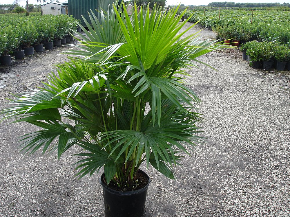 livistona palm chinensis chinese fan gallon