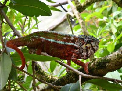 Plants of Madagascar