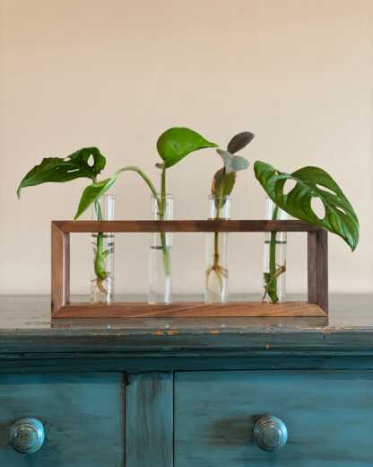 Walnut Propagation Station