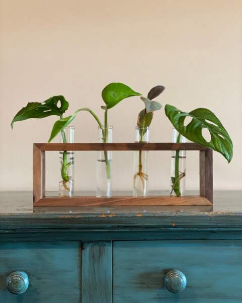 Walnut Propagation Station