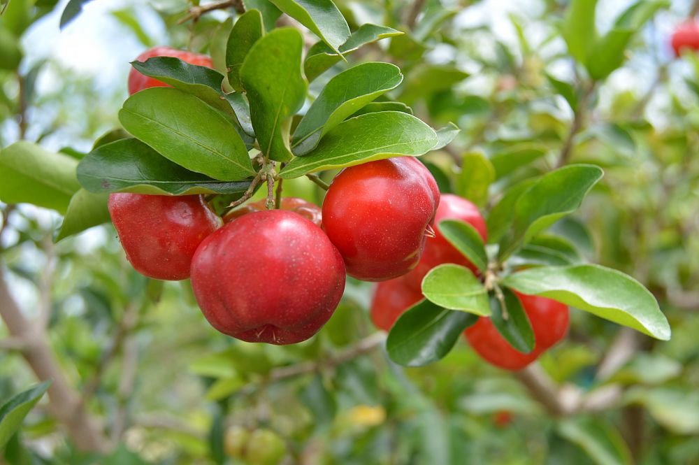 Malpighia glabra, Barbados Cherry PlantVine